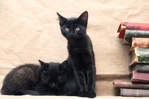 A pair of small black kittens near old books on canvas background