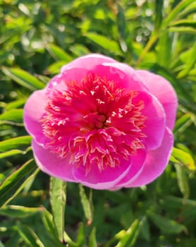 Large big peony flower with large petals of pink crimson red color with stamens and green leaves close-up. Beautiful blossoming of beautiful Peony flower. Beautiful flower peony blossom in spring