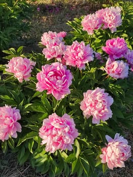 Large big peony flower with large petals of pink crimson red color with white border and green leaves close-up. Beautiful blossoming of beautiful Peony flower. Beautiful flower peony blossom in spring