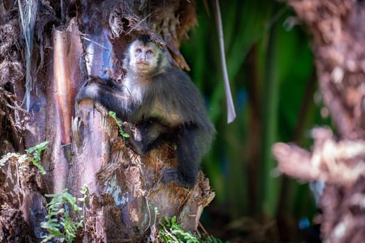 Macaque grips tree, eyes skyward in rainforest.