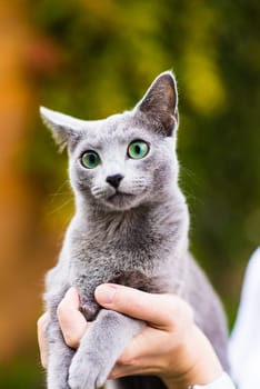 British playful cat on a table outdoors. Gaze, home pet, healthy lifestyle concept.