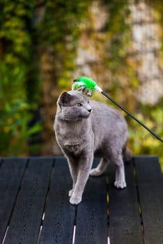 British playful cat on a table outdoors. Gaze, home pet, healthy lifestyle concept.