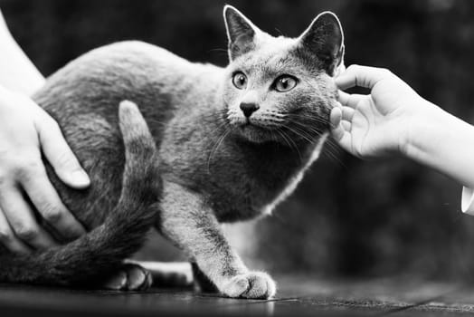 British playful cat on a table outdoors. Gaze, home pet, healthy lifestyle concept.