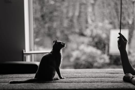 British playful cat on a table outdoors. Gaze, home pet, healthy lifestyle concept.