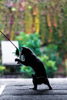 British playful cat on a table outdoors. Gaze, home pet, healthy lifestyle concept.