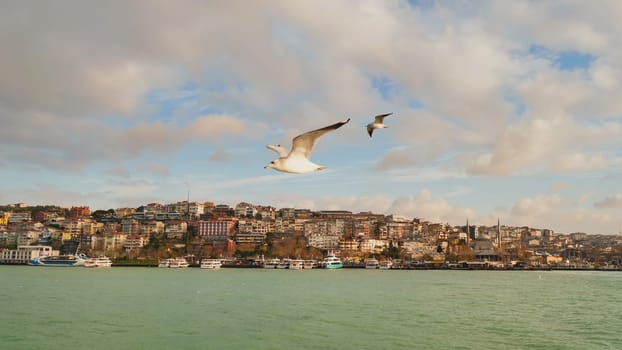 White seagulls on the background of the evening Istanbul and the Bosphorus
