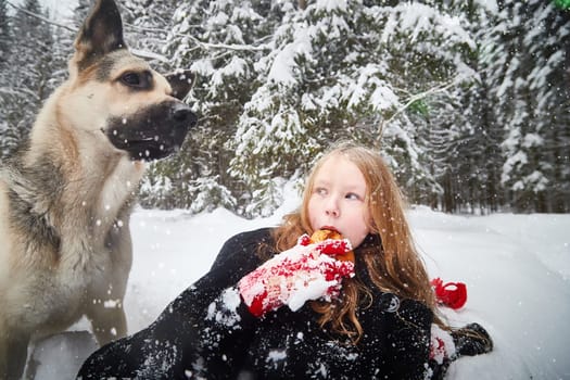 Cute little girl in red cap or hat and black coat with basket of green fir branches in snow forest and big dog shepherd looking as wolf on cold winter day. Fun and fairytale on photo shoot