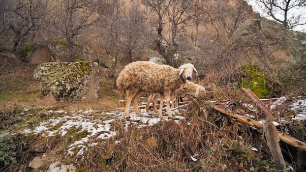 Sheep graze in Ihlara valley in Cappadocia, Turkey
