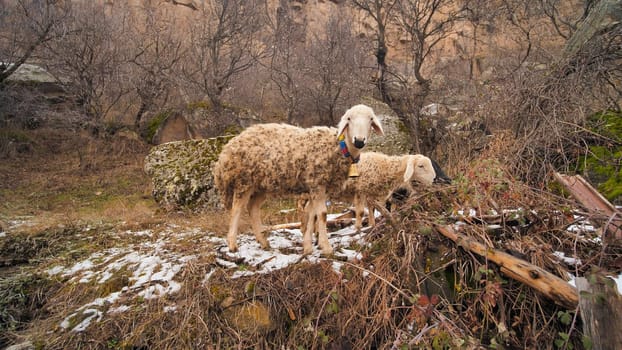 Sheep graze in Ihlara valley in Cappadocia, Turkey