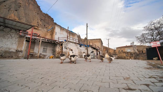 Geese in a village in Cappadocia. Turkey