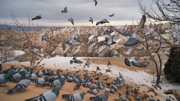 Beautiful landscape of pigeons are flying in Cappadocia pigeon valley, Uchisar, Turkey. Flock of fluffy pigeons on white snow in Pigeon Valley in winter. Snowy landscape