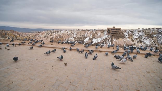 Beautiful landscape of pigeons are flying in Cappadocia pigeon valley, Uchisar, Turkey. Flock of fluffy pigeons on white snow in Pigeon Valley in winter. Snowy landscape