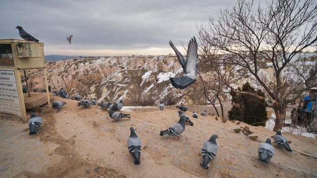 Beautiful landscape of pigeons are flying in Cappadocia pigeon valley, Uchisar, Turkey. Flock of fluffy pigeons on white snow in Pigeon Valley in winter. Snowy landscape