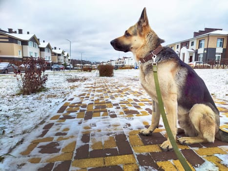 Dog German Shepherd near house in village or city in winter day and white snow around. Waiting eastern European dog veo and white snow