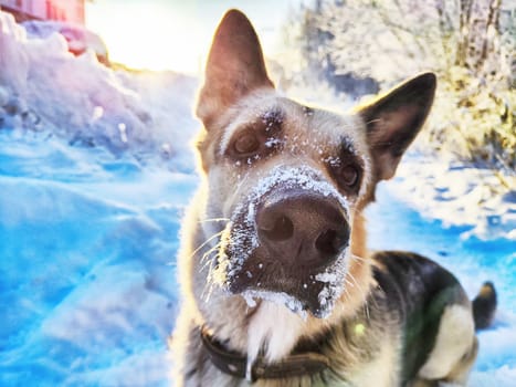 Portrait and muzzle of Dog German Shepherd and black nose with snow in winter sunny day. Russian eastern European dog veo and partial focus