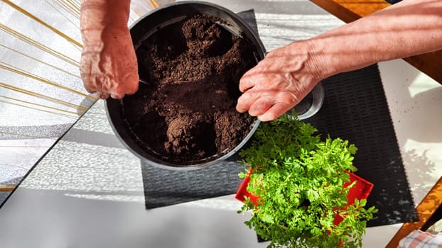 Planting marigold flowers in a pot. Reproduction of plants in spring. Young flower shoots and greenery for the garden. The hands of elderly woman, bucket of earth, green bushes and twigs with leaves