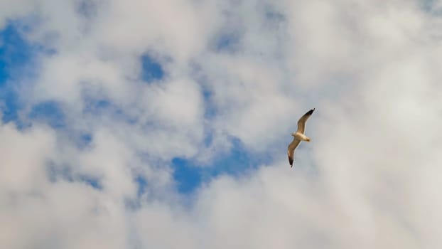 White seagulls against the evening sky of Istanbul