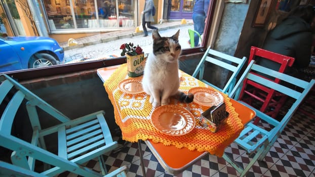 The cat is sitting on the table in cat's cafe restaurant in Istanbul