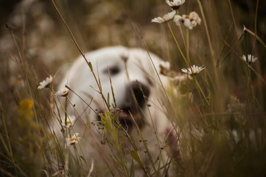 Daisies white dog Maremma Sheepdog in a wreath of daisies sits on a green lawn with wild flowers daisies, walks a pet. Cute photo with a dog in a wreath of daisies