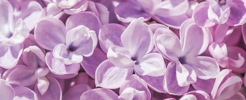 Background of blooming purple terry lilac. Soft focus. Floral backdrop