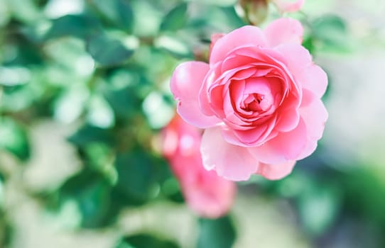 Pink rose Bonica on blurred green background. Soft focus.