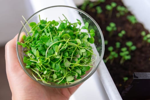 Vibrant green plants thriving in harmony, filling the window sill with their leafy magnificence