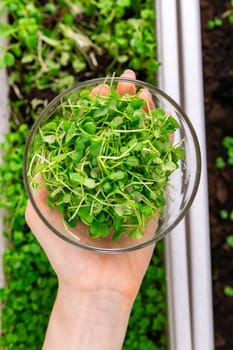 Verdant Serenity, An Exquisite of Micro Greenery Adorned Window Sill.