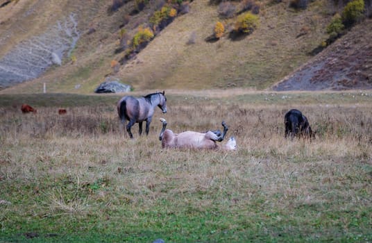 A horse in the mountains rubs its mane on the ground.