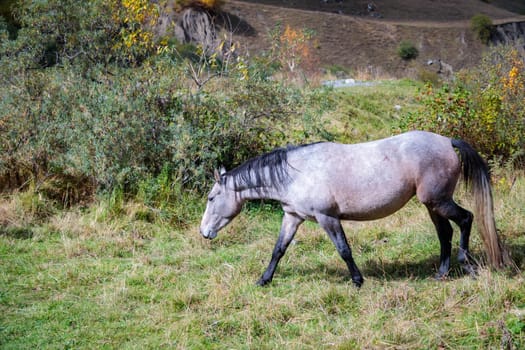Majestic horse enjoying freedom in mountainous landscape