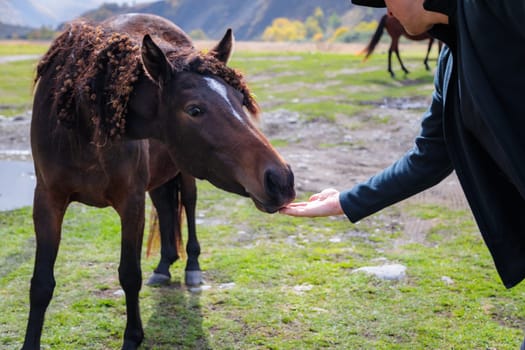 A calm moment in the mountains: a man wins the heart of a wild horse by feeding it from the palm of his hand