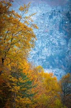 Majestic golden trees represent autumn beauty in a mountainous landscape
