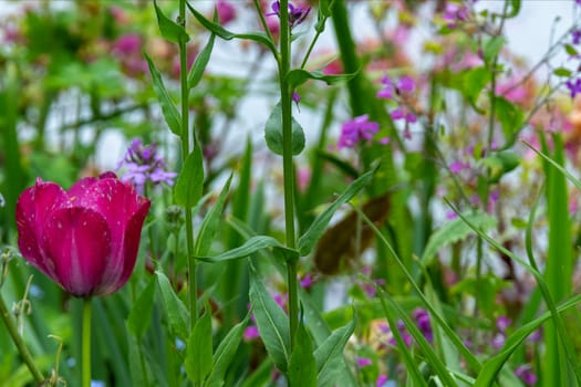 Red tulip in foreground with a field of colorful wildflowers in background, selective focus. Fresh spring setting. High quality photo