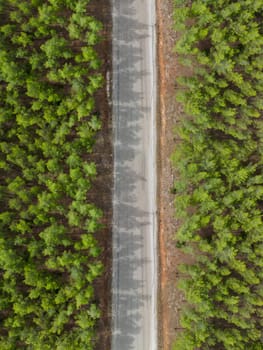 Top down view of road through forest at sunrise