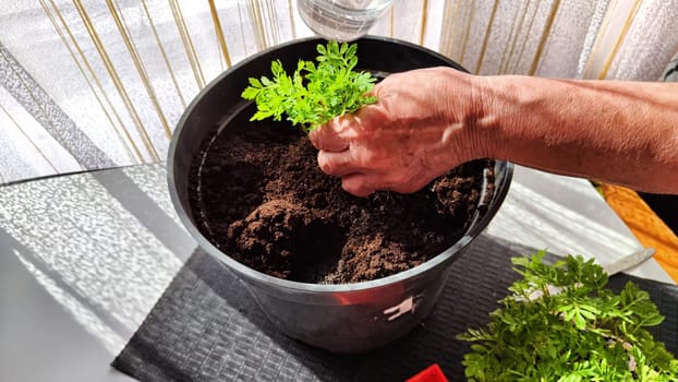 Planting marigold flowers in a pot. Reproduction of plants in spring. Young flower shoots and greenery for the garden. The hands of elderly woman, bucket of earth, green bushes and twigs with leaves