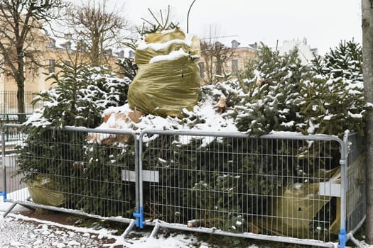 Used Christmas trees behind the fence