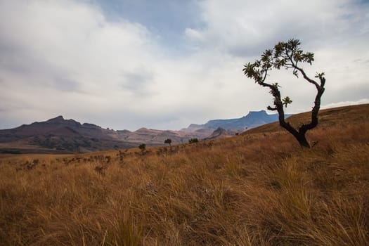 Mountain landscape with a lone Protea tree seen from a hiking trail in the Royal Natal National Park in the Drakensberg South Africa