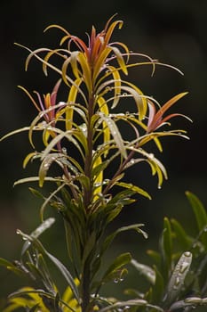 Macro image of the young grow point of Henkels Yellowwood (Podocarpus henkelii)