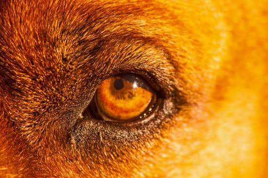 Macro image of the eye of a Boerboel, a beautiful South African large breed dog.