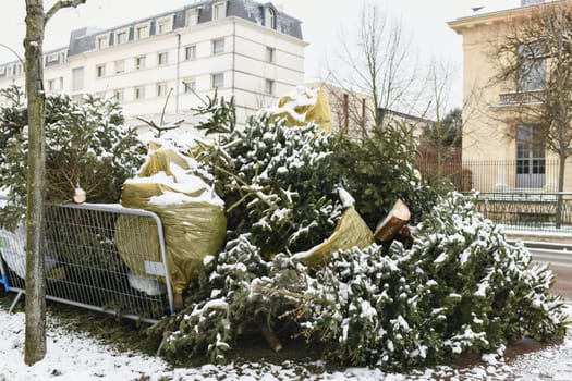 Used Christmas trees behind the fence