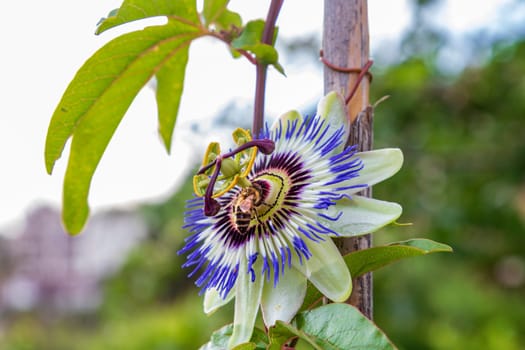 A close up of the passion flower and bee, a unique flower blooms for a few days. Passiflora