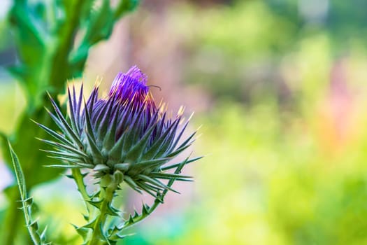 Wild-growing thistle on green blurred background. Onopordum acanthium (cotton thistle, Scotch thistle, or Scottish thistle)