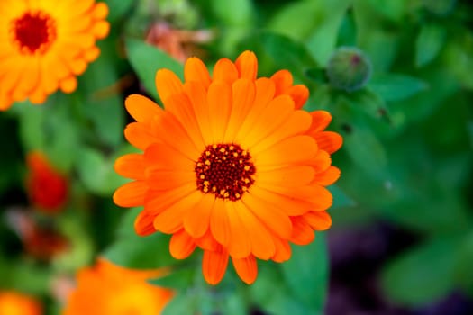 Top View Of a Beautiful Summer Flower. Orange Flower Of Calendula Officinalis.