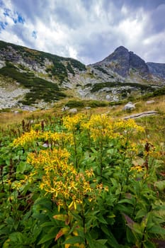 beauty day landscape on the mountain with yellow flowers in front.