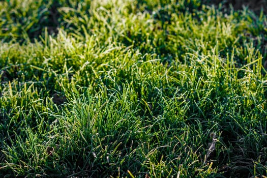 frosty green grass at morning closeup with selective focus and backlight.