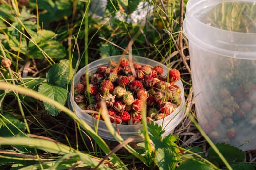 Gathering wild strawberry in a grove in sunny beauty day