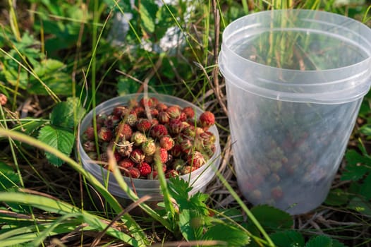 Gathering wild strawberry in a grove in sunny beauty day