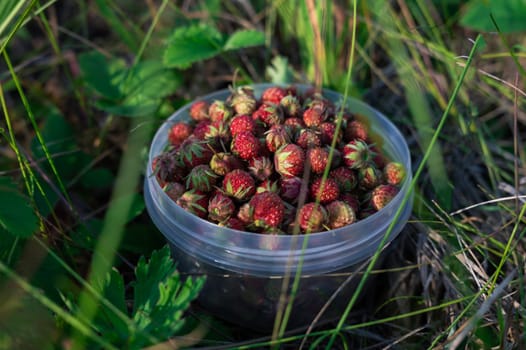 Gathering wild strawberry in a grove in sunny beauty day