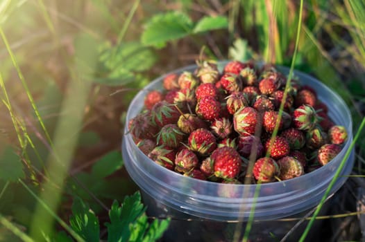 Gathering wild strawberry in a grove in sunny beauty day