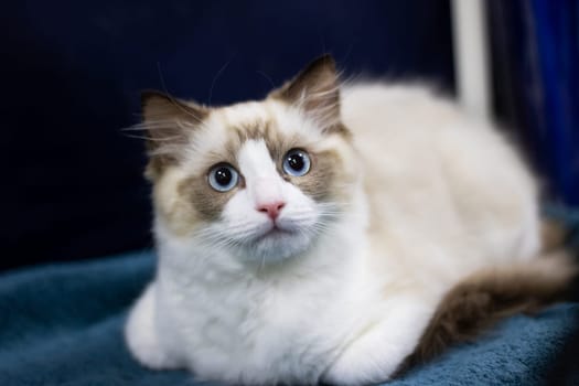 Ragdoll kitten with blue eyes close up portrait