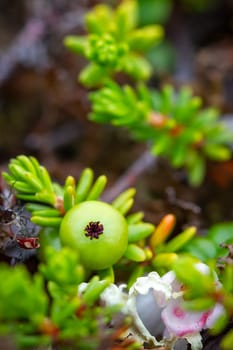 Crowberry, also known as blackberry, in its green phase before ripening, found on the arctic tundra with other plants in the background, Nunavut, Canada